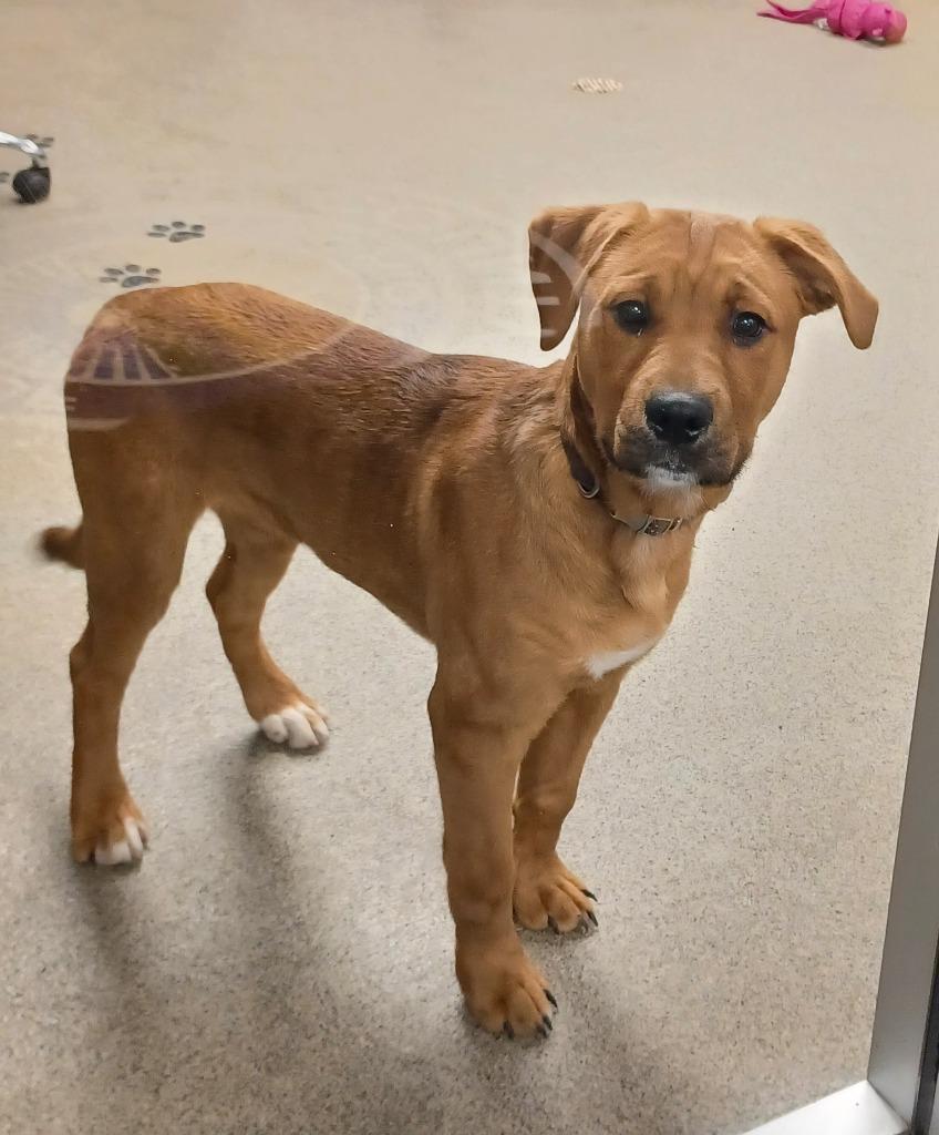RAMBO, Adoptable, Puppy Male Labrador Retriever & Rottweiler.