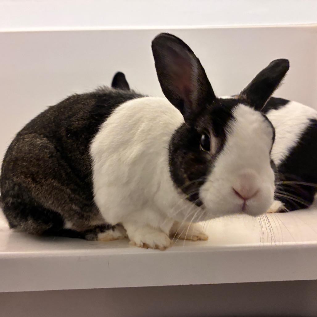 Enlarge Mocha, a Adoptable Dutch in Dayton, OH image 2/6