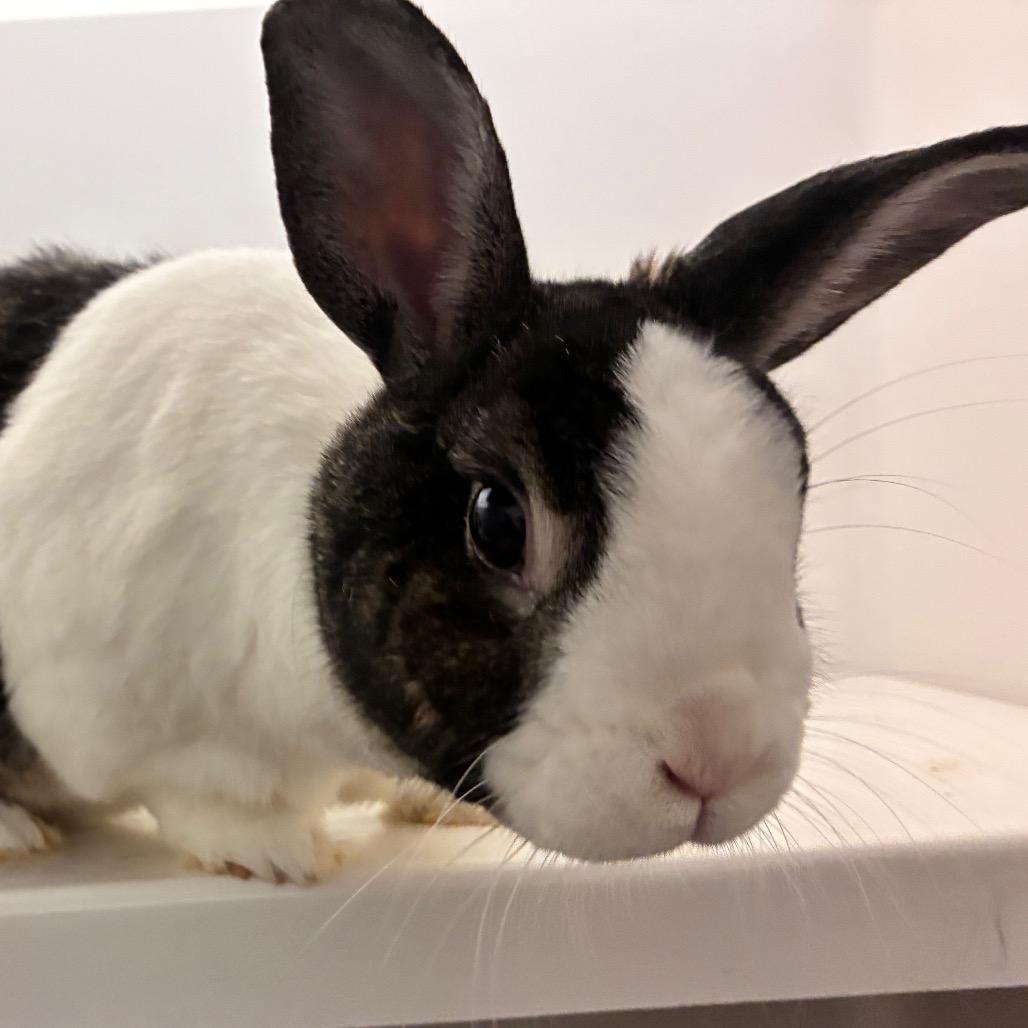 Enlarge Mocha, a Adoptable Dutch in Dayton, OH image 3/6