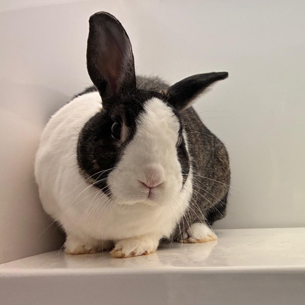 Enlarge Mocha, a Adoptable Dutch in Dayton, OH image 5/6