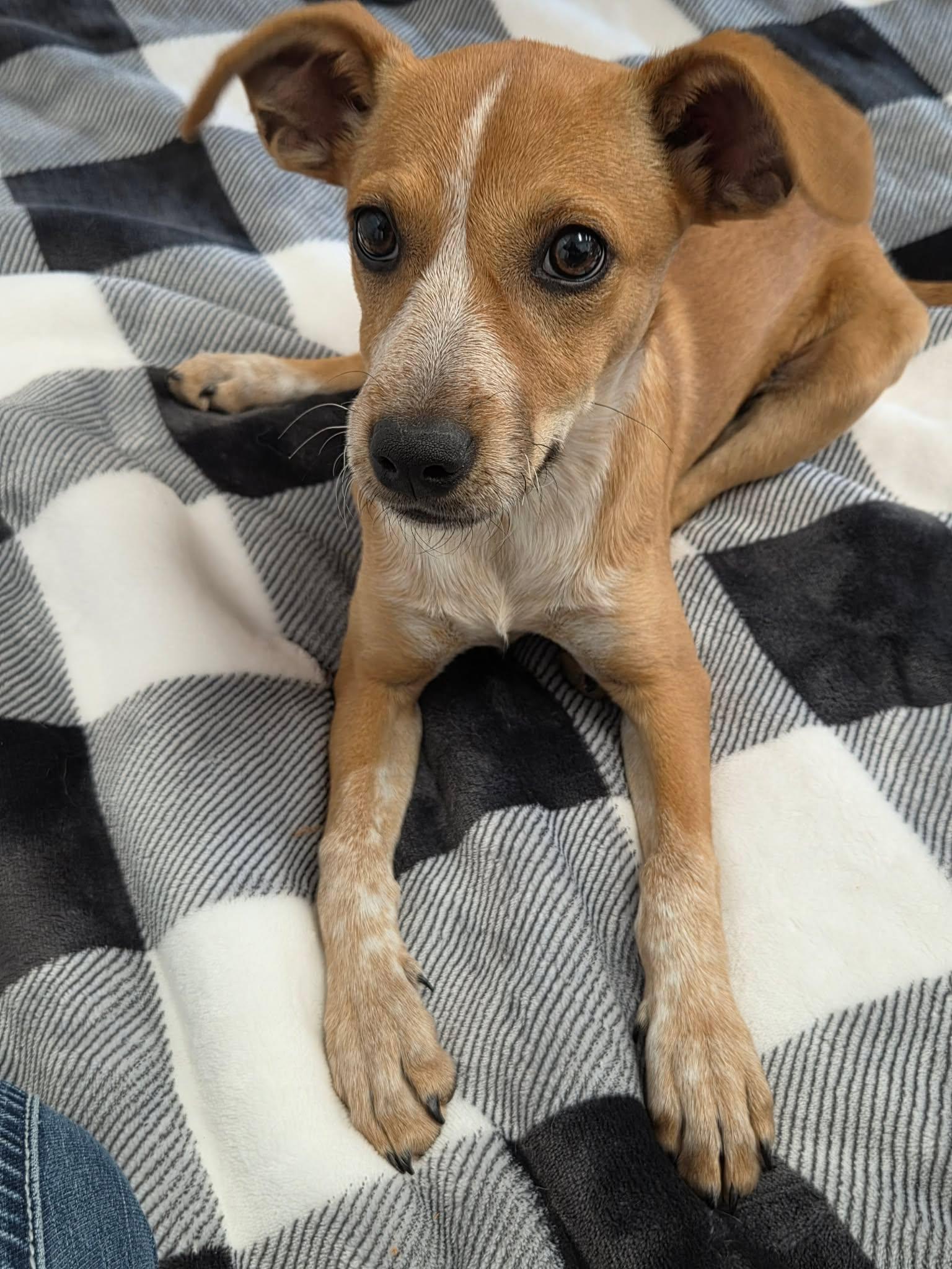 Poppy, an adopted Mixed Breed in Roosevelt, UT image 3/4