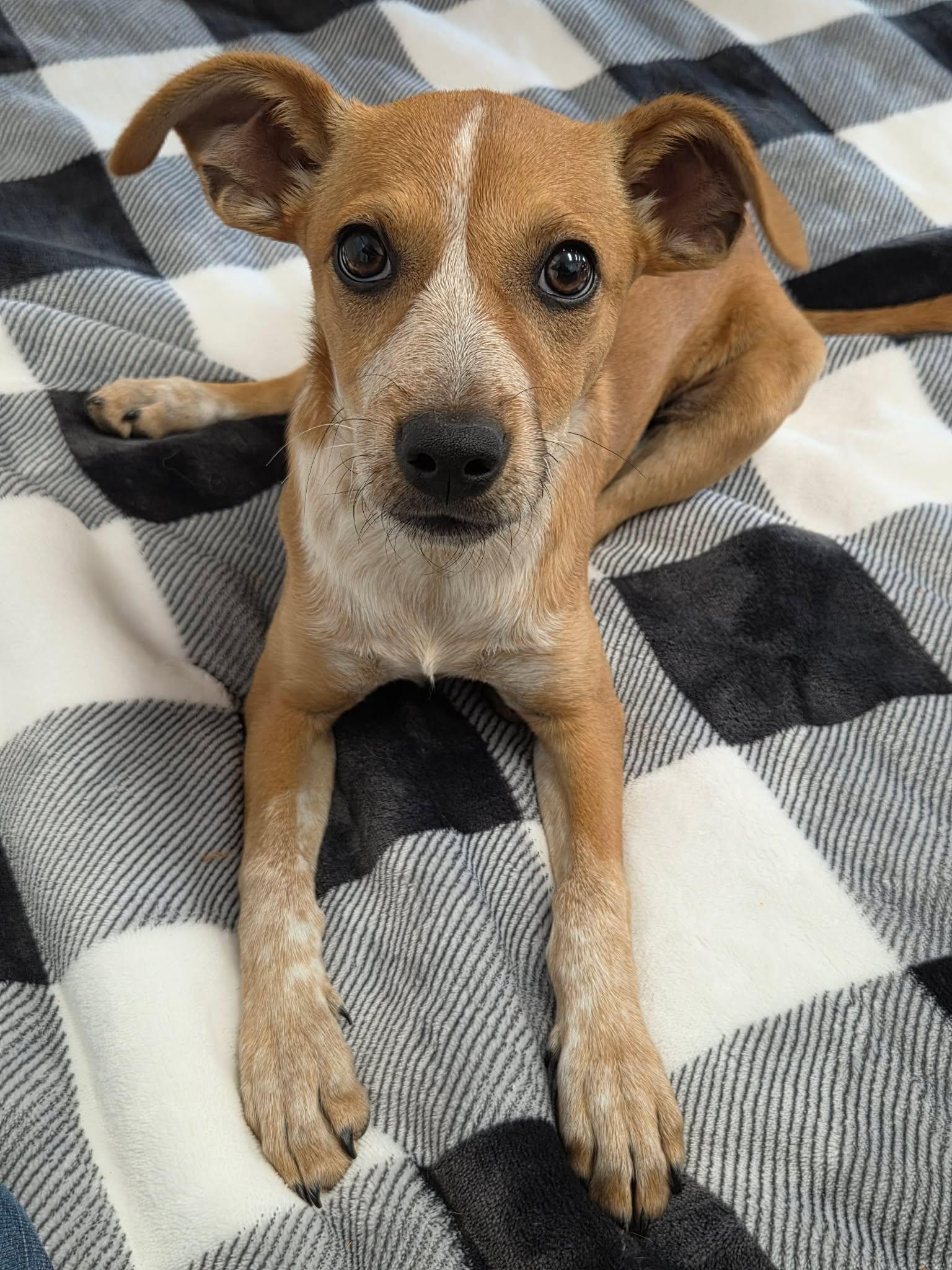 Poppy, an adopted Mixed Breed in Roosevelt, UT image 2/4