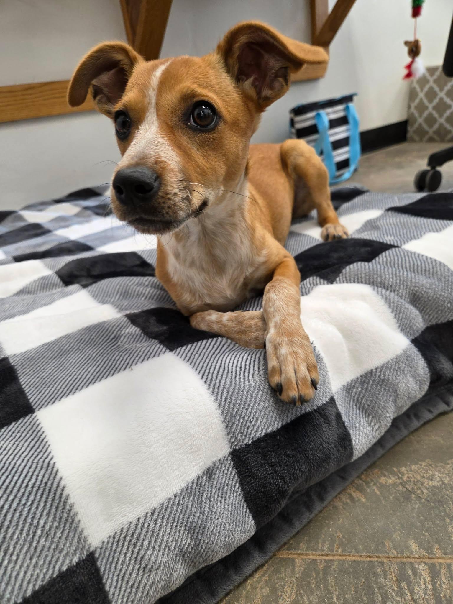 Poppy, an adopted Mixed Breed in Roosevelt, UT image 4/4