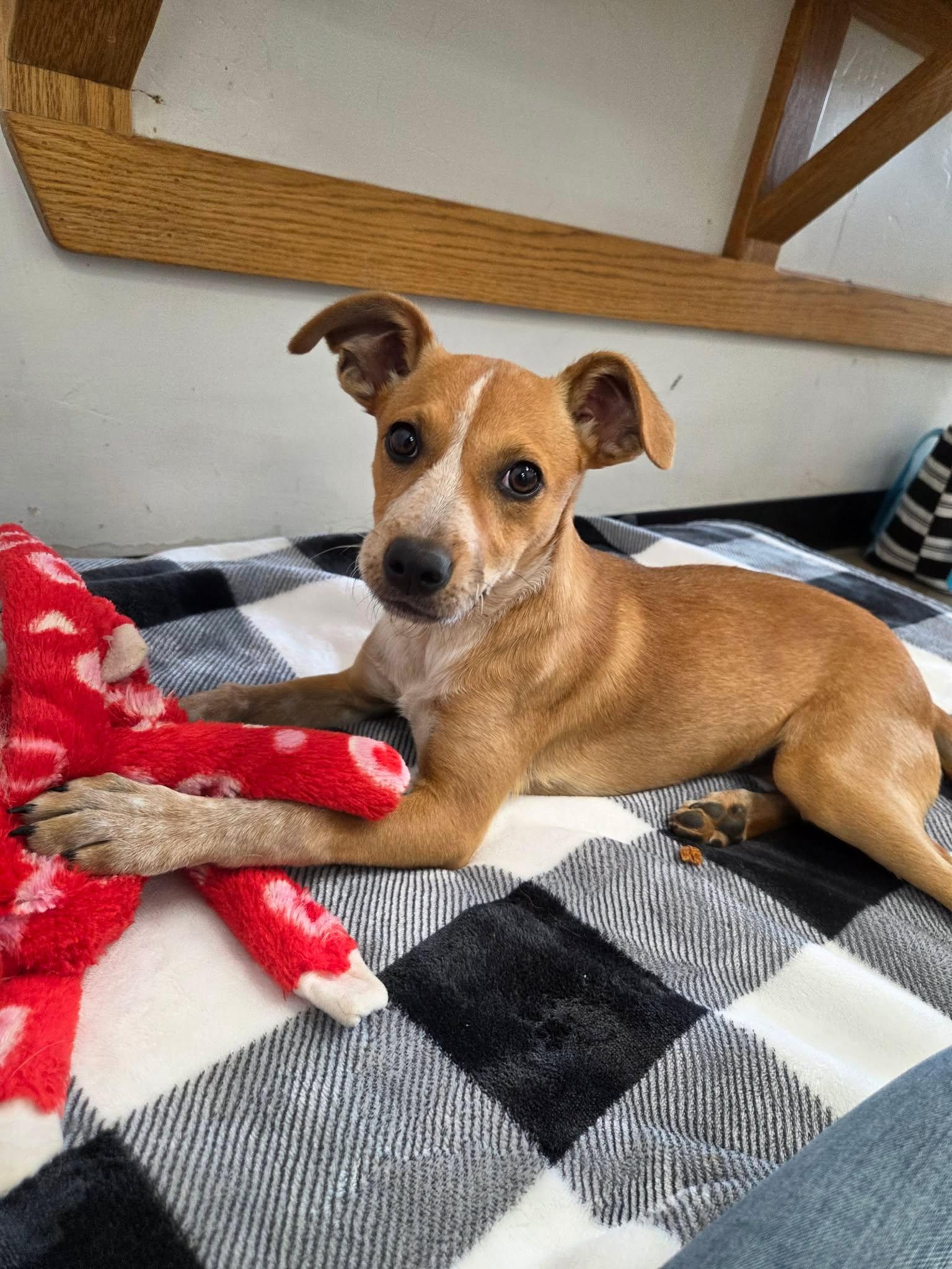 Poppy, adopted, Young Female Mixed Breed.
