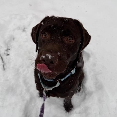 Enlarge Ollie, an adopted Chocolate Labrador Retriever in Honesdale, PA image 3/3