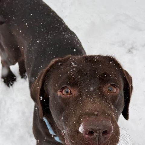 Enlarge Ollie, an adopted Chocolate Labrador Retriever in Honesdale, PA image 2/3