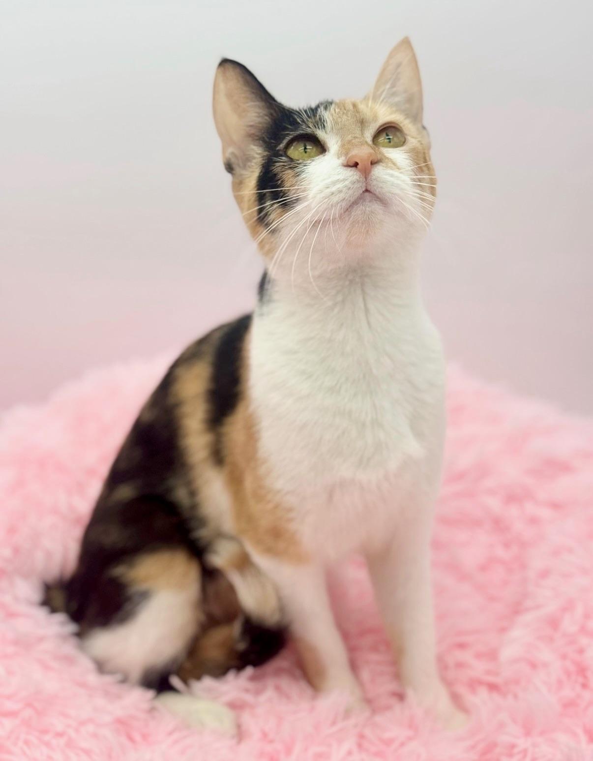Enlarge Perlah, a Adoptable Calico in Covington, LA image 5/6