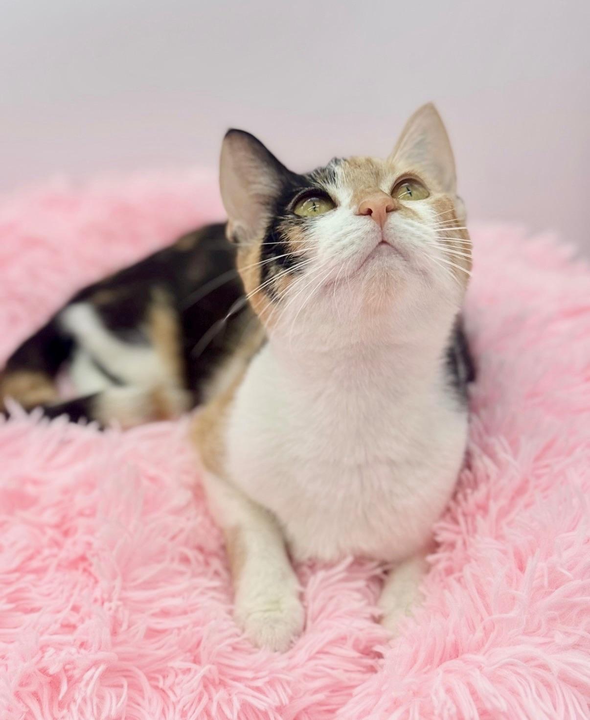 Perlah, Adoptable, Kitten Female Calico.