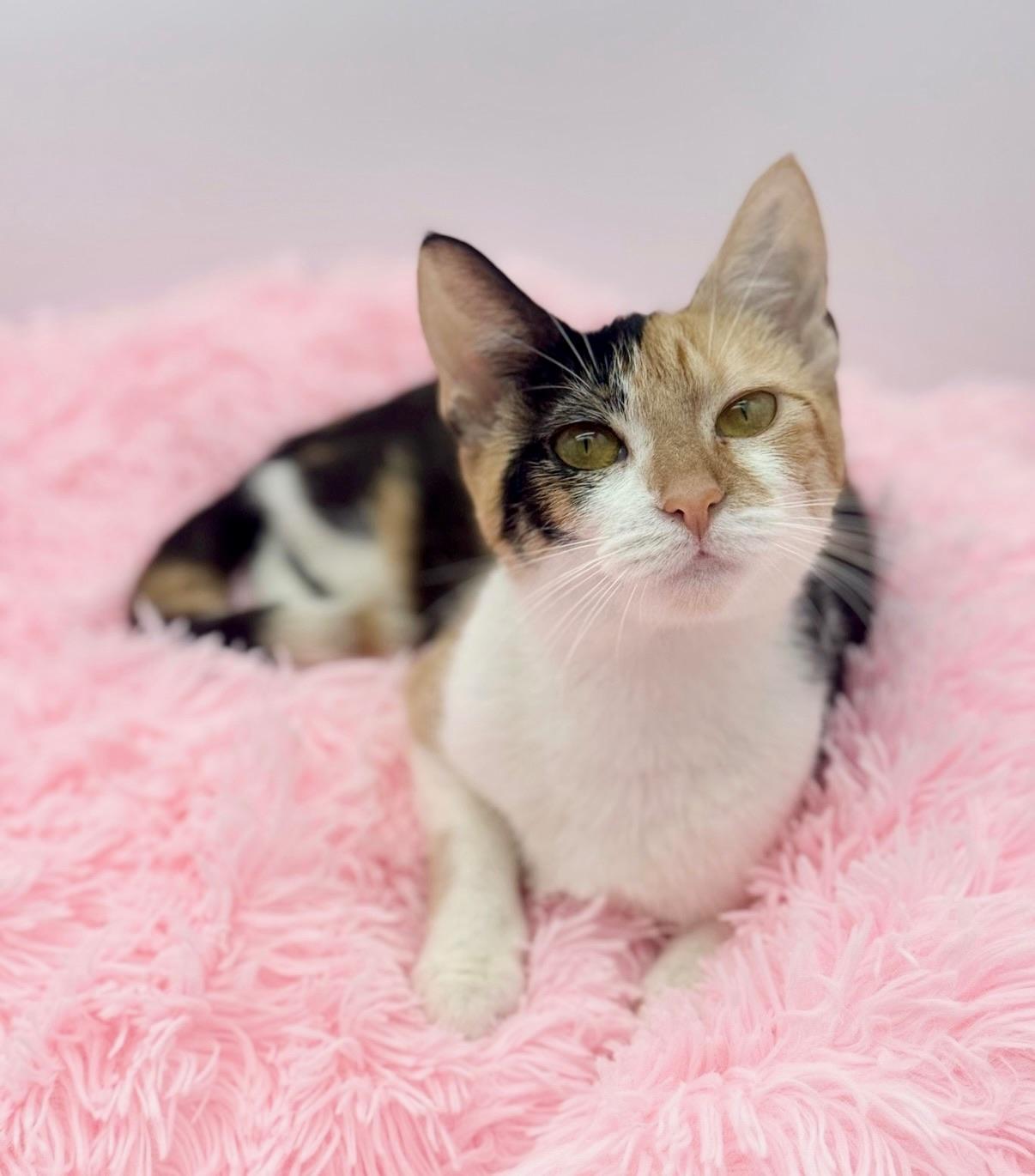 Enlarge Perlah, a Adoptable Calico in Covington, LA image 4/6