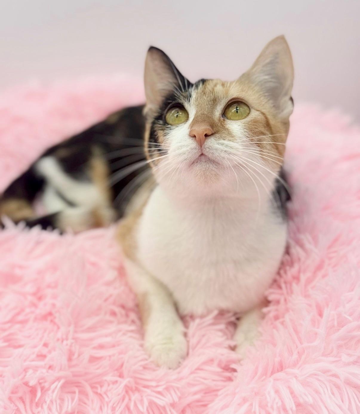 Enlarge Perlah, a Adoptable Calico in Covington, LA image 6/6