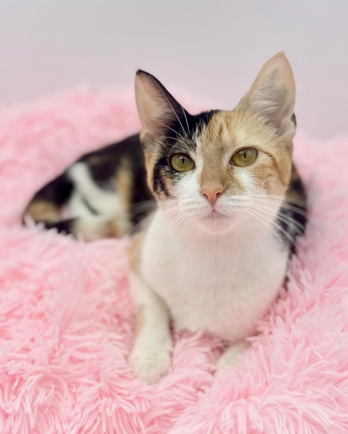 Enlarge Perlah, a Adoptable Calico in Covington, LA image 2/6