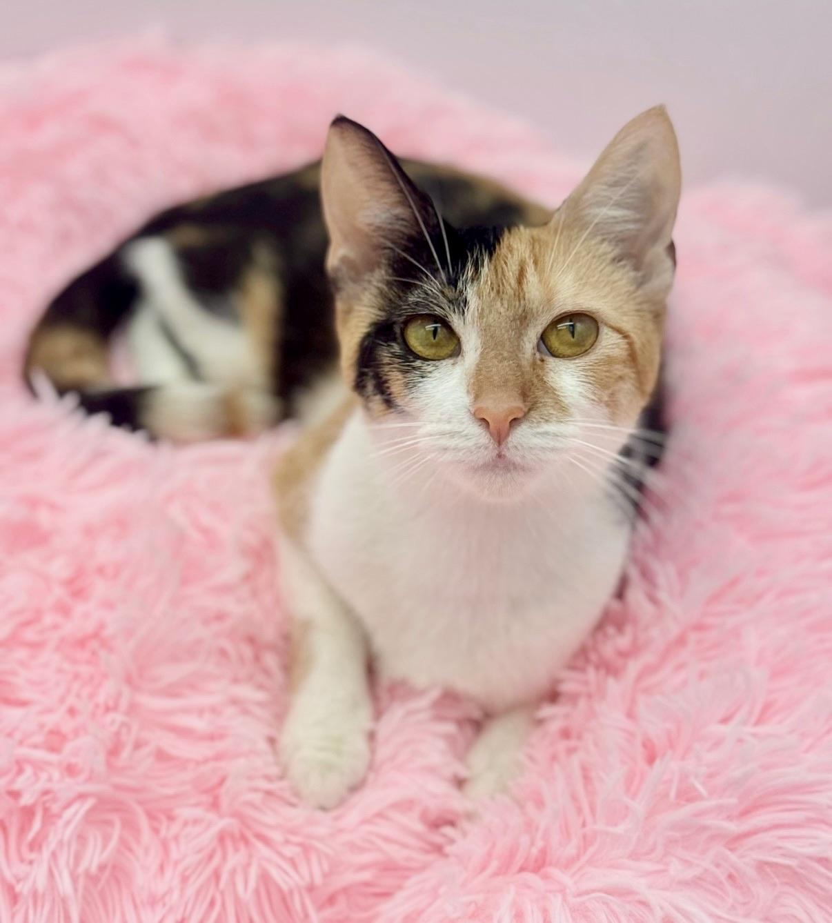 Enlarge Perlah, a Adoptable Calico in Covington, LA image 3/6