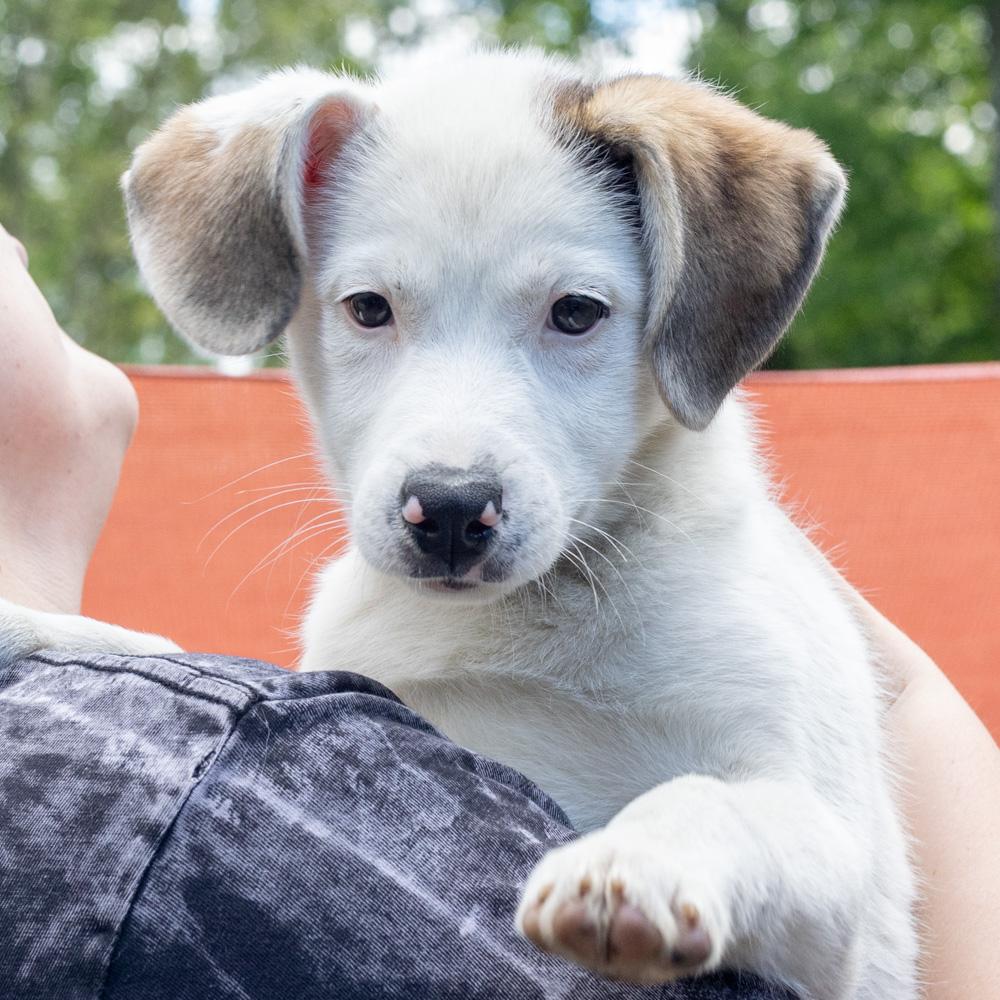 Stella (Female), a Adoptable mixed breed in West Grove, PA image 4/6