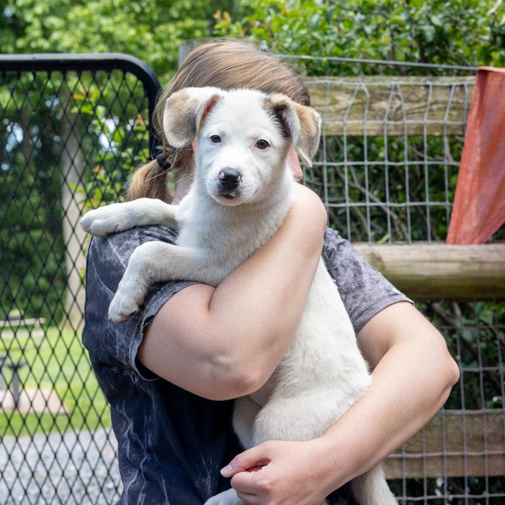 Stella (Female), a Adoptable mixed breed in West Grove, PA image 6/6