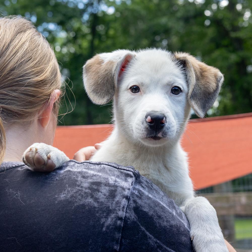 Stella (Female), a Adoptable mixed breed in West Grove, PA image 5/6