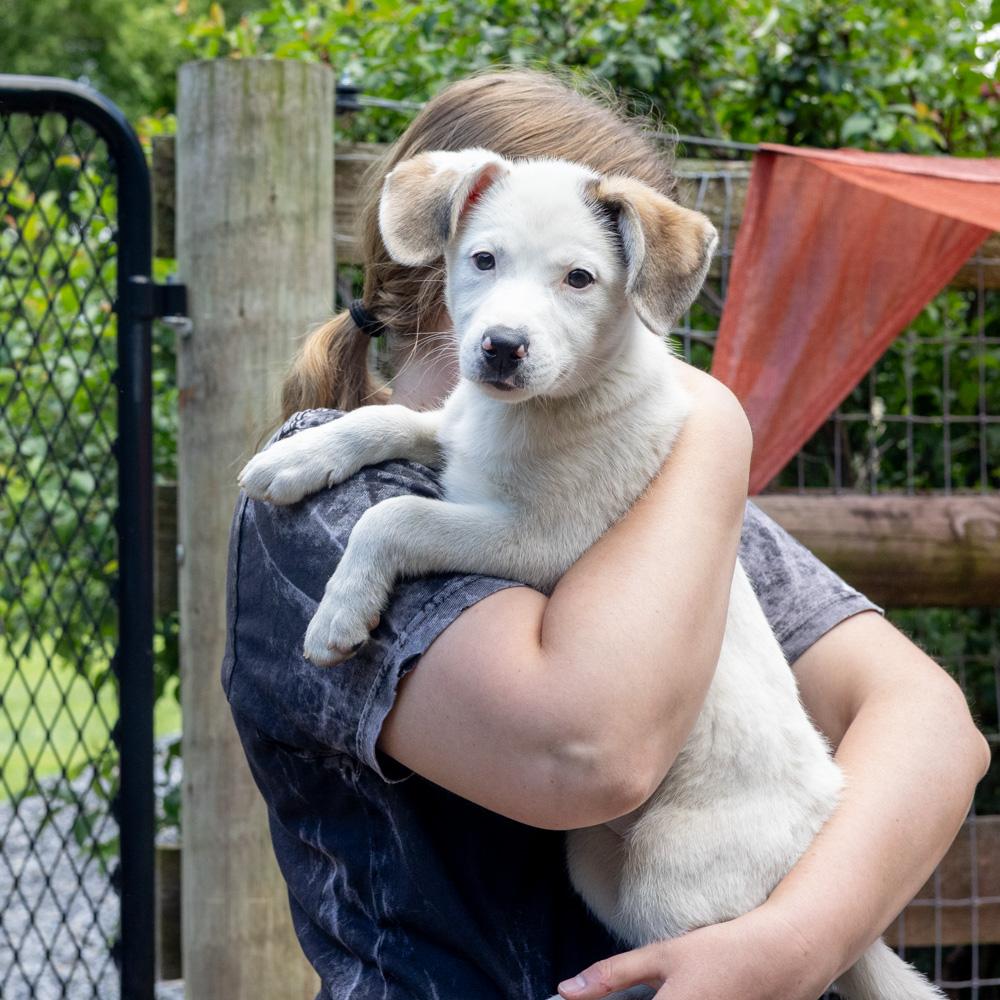 Stella (Female), a Adoptable mixed breed in West Grove, PA image 2/6