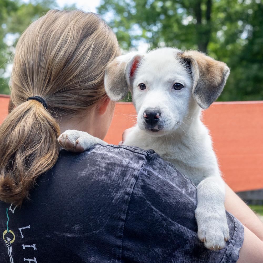 Stella (Female), a Adoptable mixed breed in West Grove, PA image 3/6