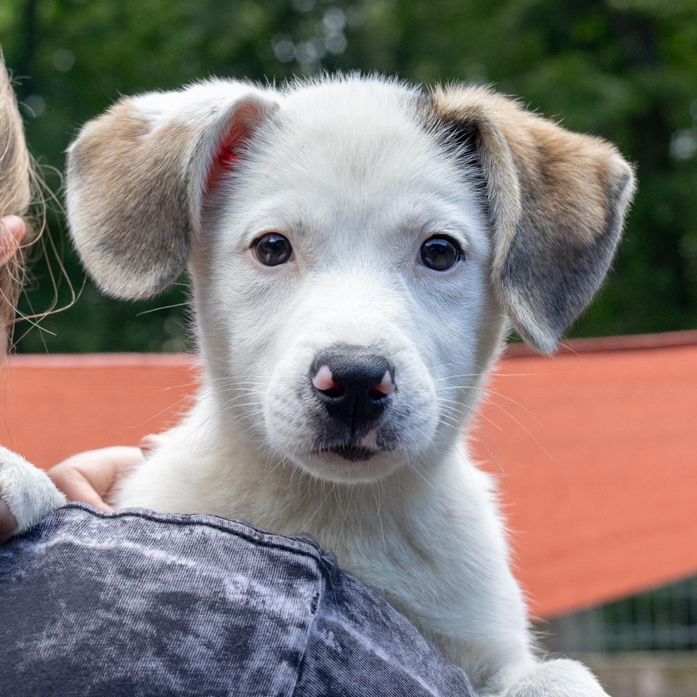 Stella (Female), Adoptable, Puppy Female Beagle & Husky.