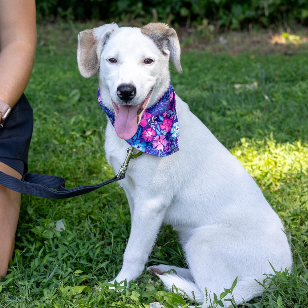 Star (Female), a Adoptable mixed breed in West Grove, PA image 4/6
