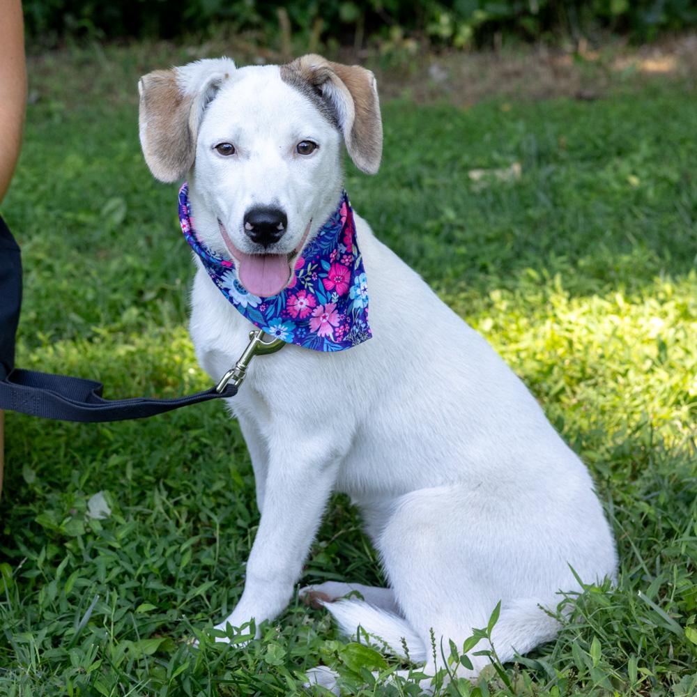 Star (Female), a Adoptable mixed breed in West Grove, PA image 1/6