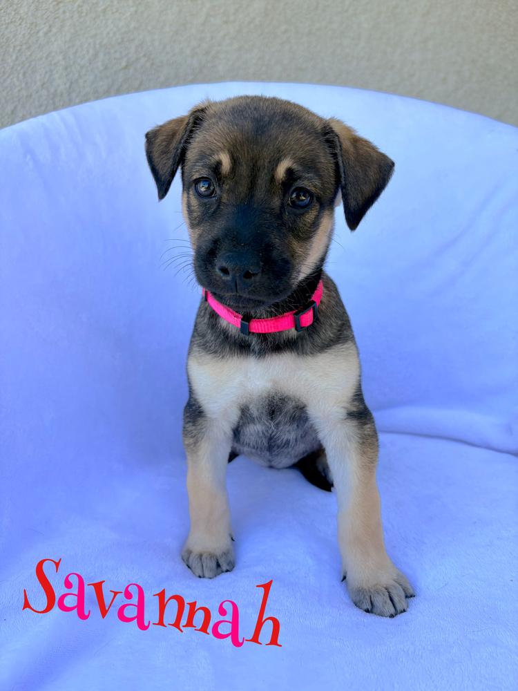 Enlarge Savannah, a Adoptable mixed breed in Pleasant Hill, CA image 1/1