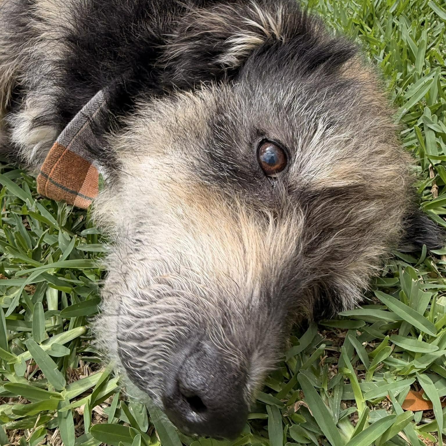 Enlarge Blake, an adopted Schnauzer in Williamsburg, VA image 5/6