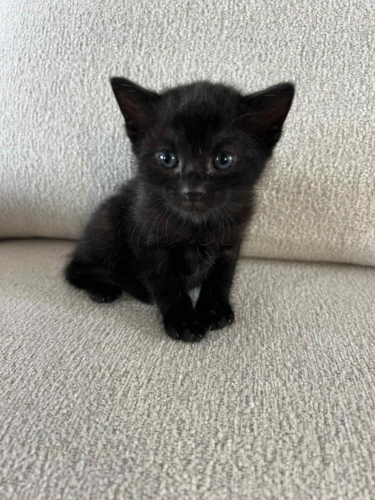 Enlarge Nori Ched, an adoptable Domestic Short Hair in Staten Island, NY image 5/5