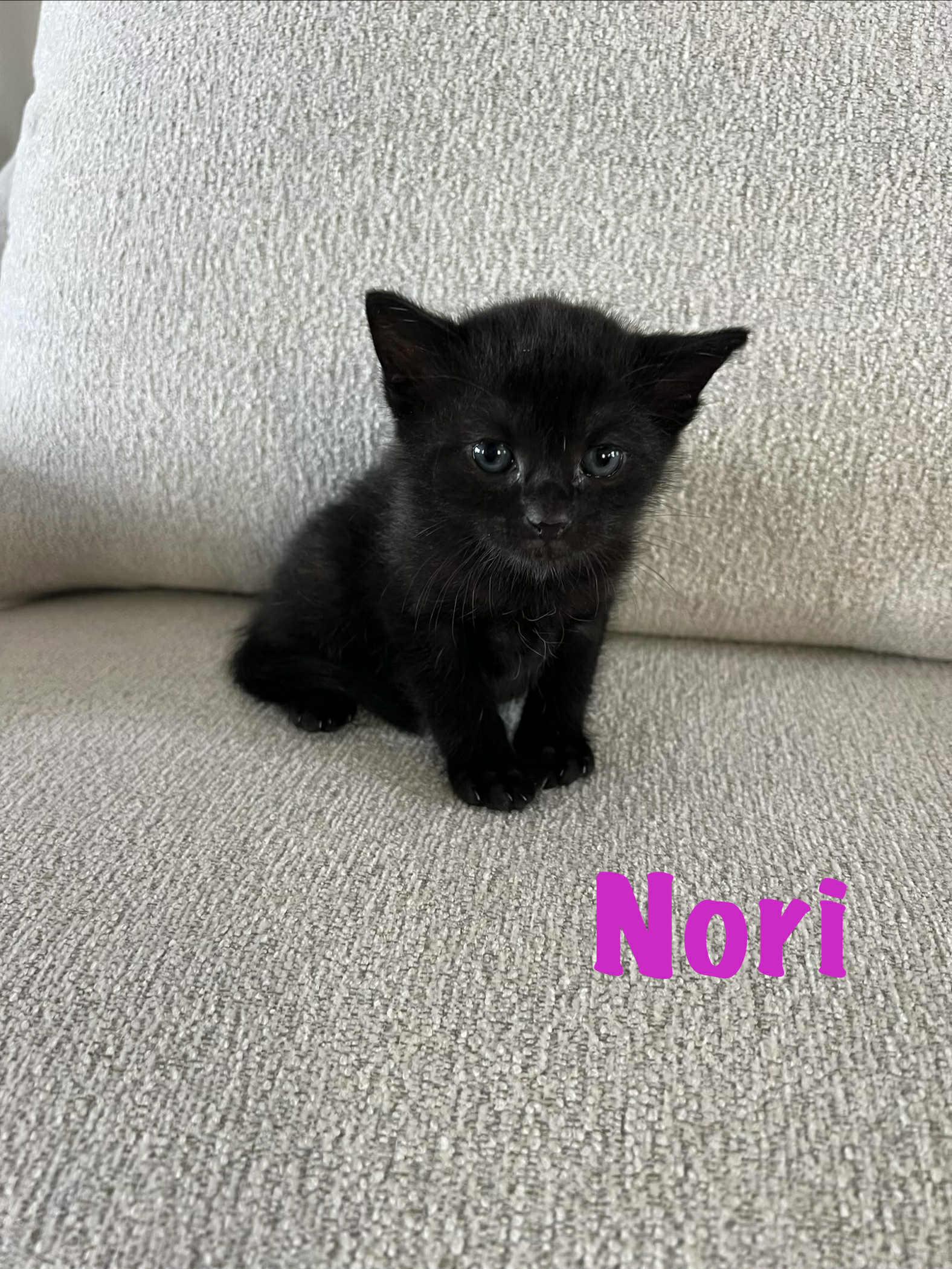Enlarge Nori Ched, an adoptable Domestic Short Hair in Staten Island, NY image 3/5