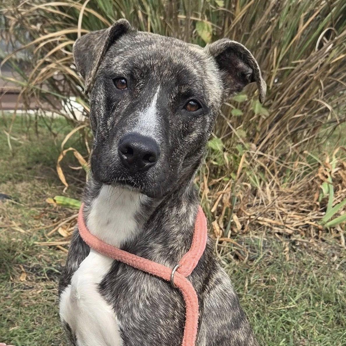 Dexter, a Adoptable mixed breed in Martinsburg, WV image 1/3