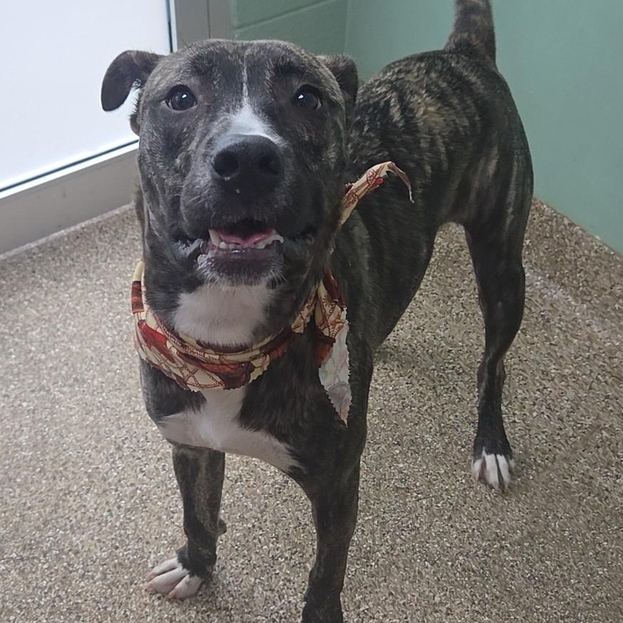 Dexter, a Adoptable mixed breed in Martinsburg, WV image 2/3