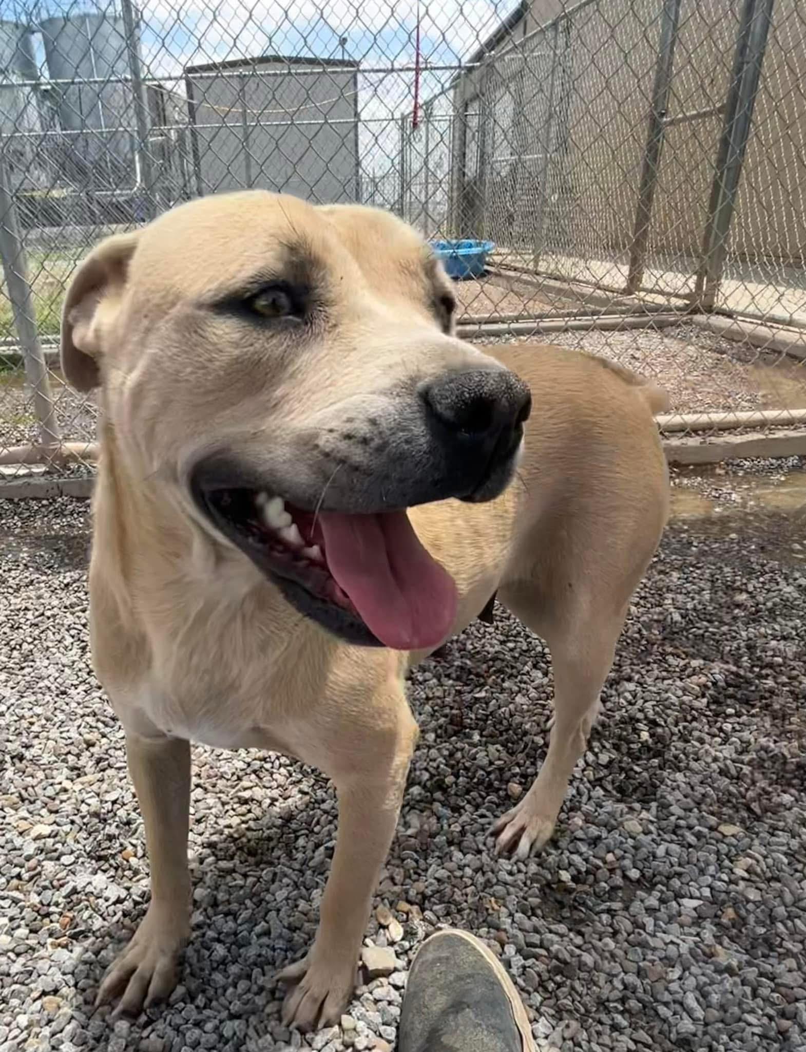 Sarah, a Adoptable American Staffordshire Terrier in Levelland, TX image 4/6