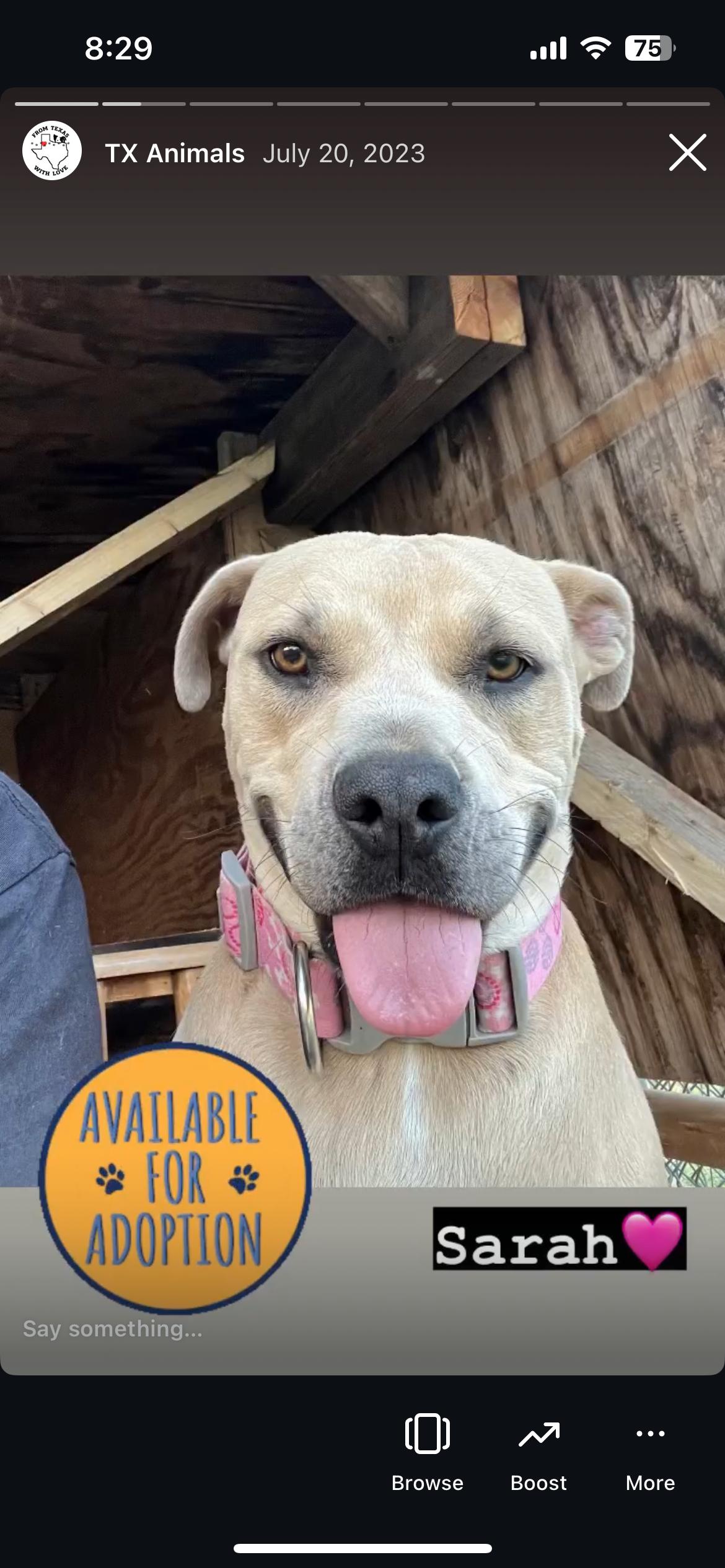 Sarah, a Adoptable American Staffordshire Terrier in Levelland, TX image 6/6