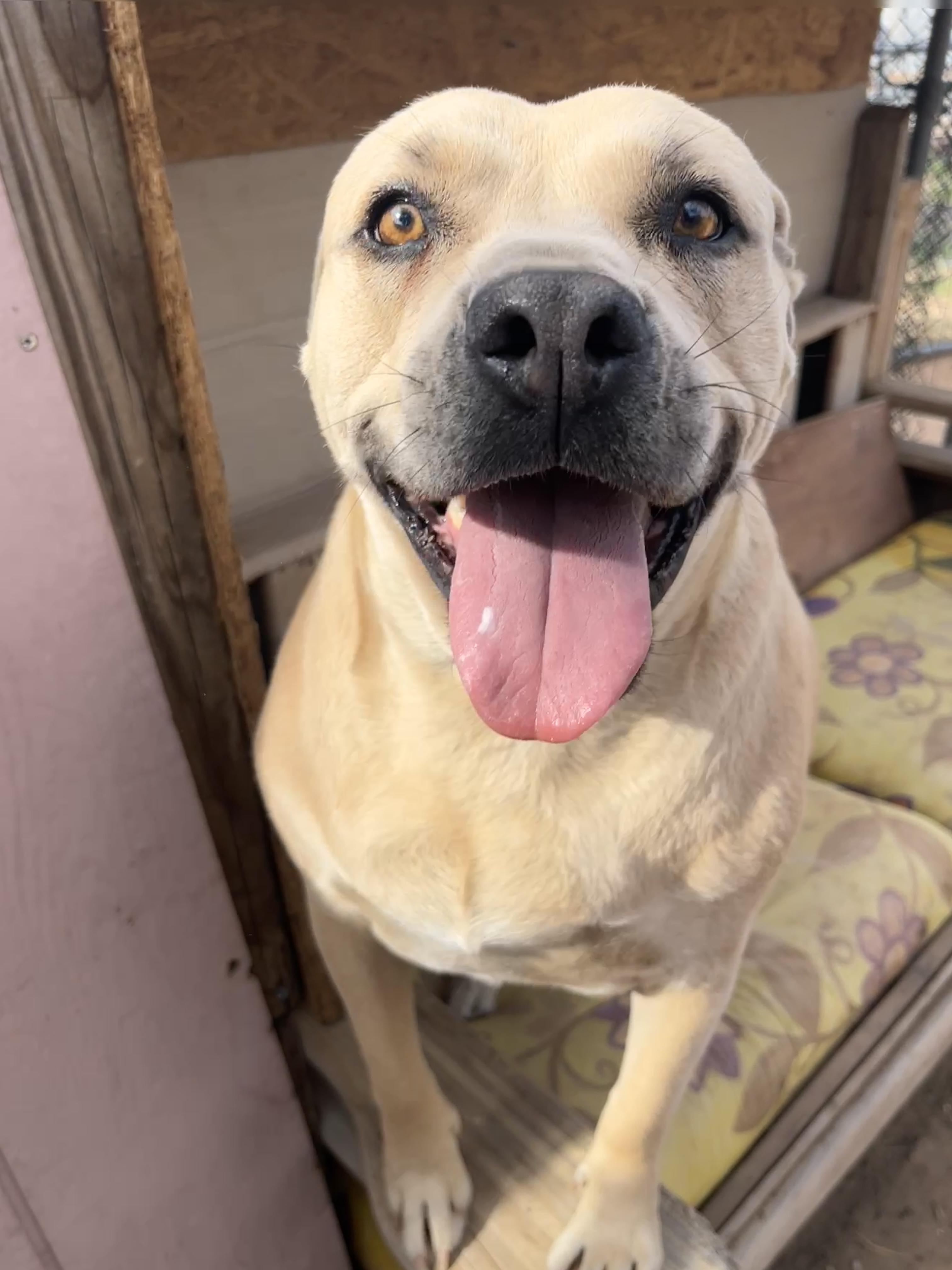 Sarah, a Adoptable American Staffordshire Terrier in Levelland, TX image 1/6