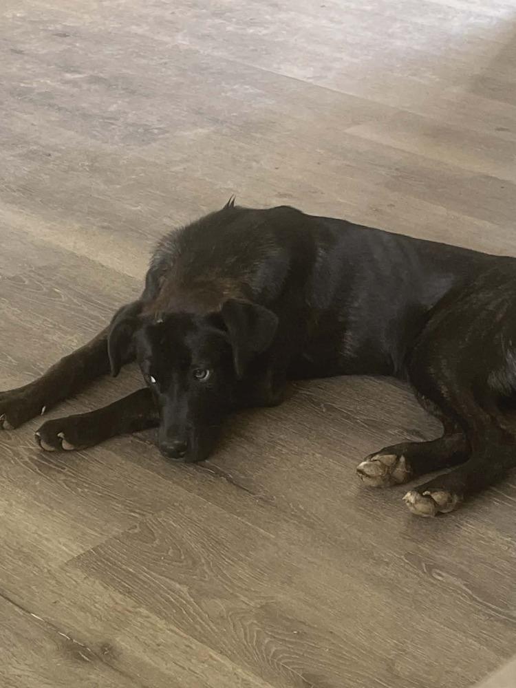 Mabel, Adoptable, Puppy Female Labrador Retriever.