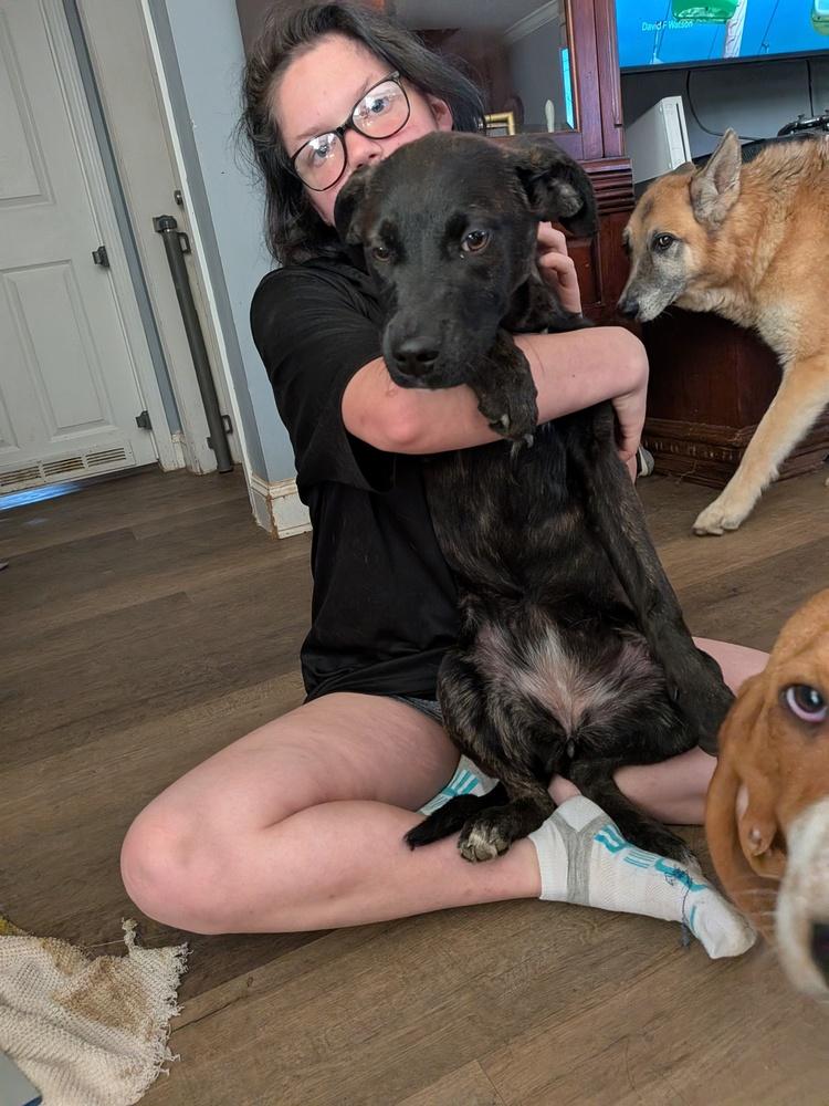 Mabel, Adoptable, Puppy Female Labrador Retriever.