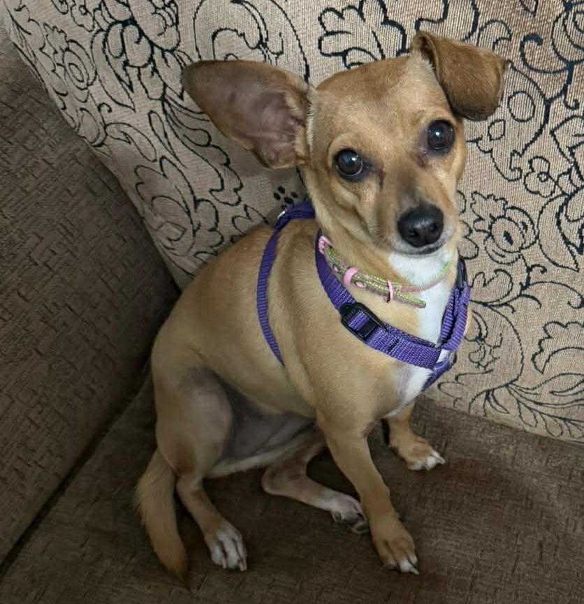 Enlarge Honey, a ADOPTABLE mixed breed in Calgary, AB image 1/5