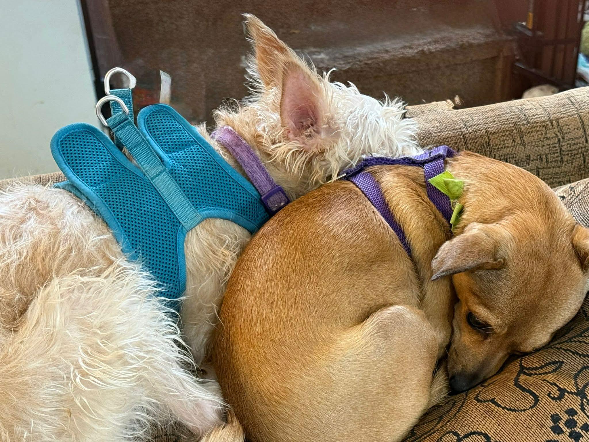 Enlarge Honey, a ADOPTABLE mixed breed in Calgary, AB image 4/5