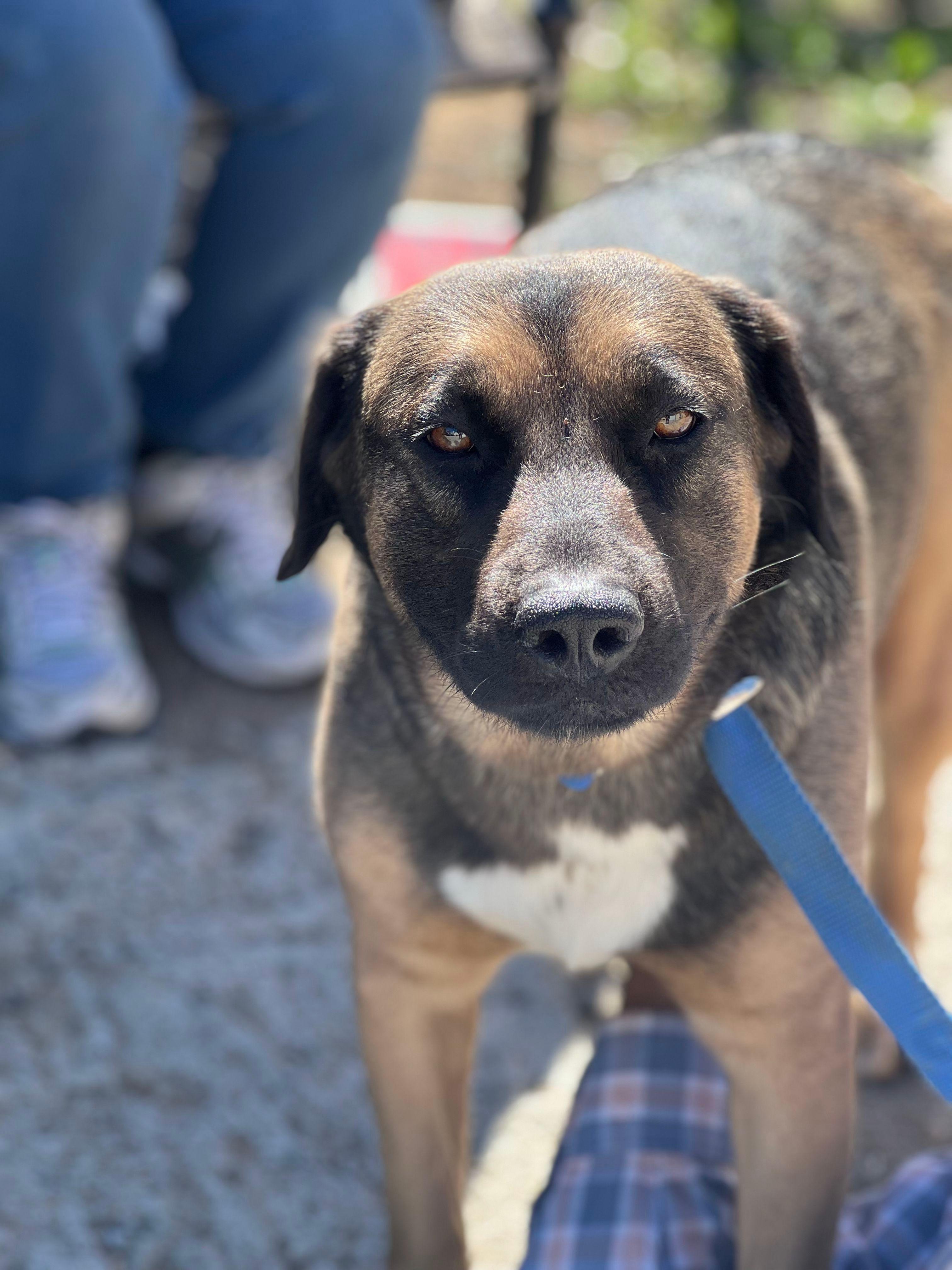Enlarge Corazon, a Adoptable mixed breed in Bakersfield, CA image 1/6
