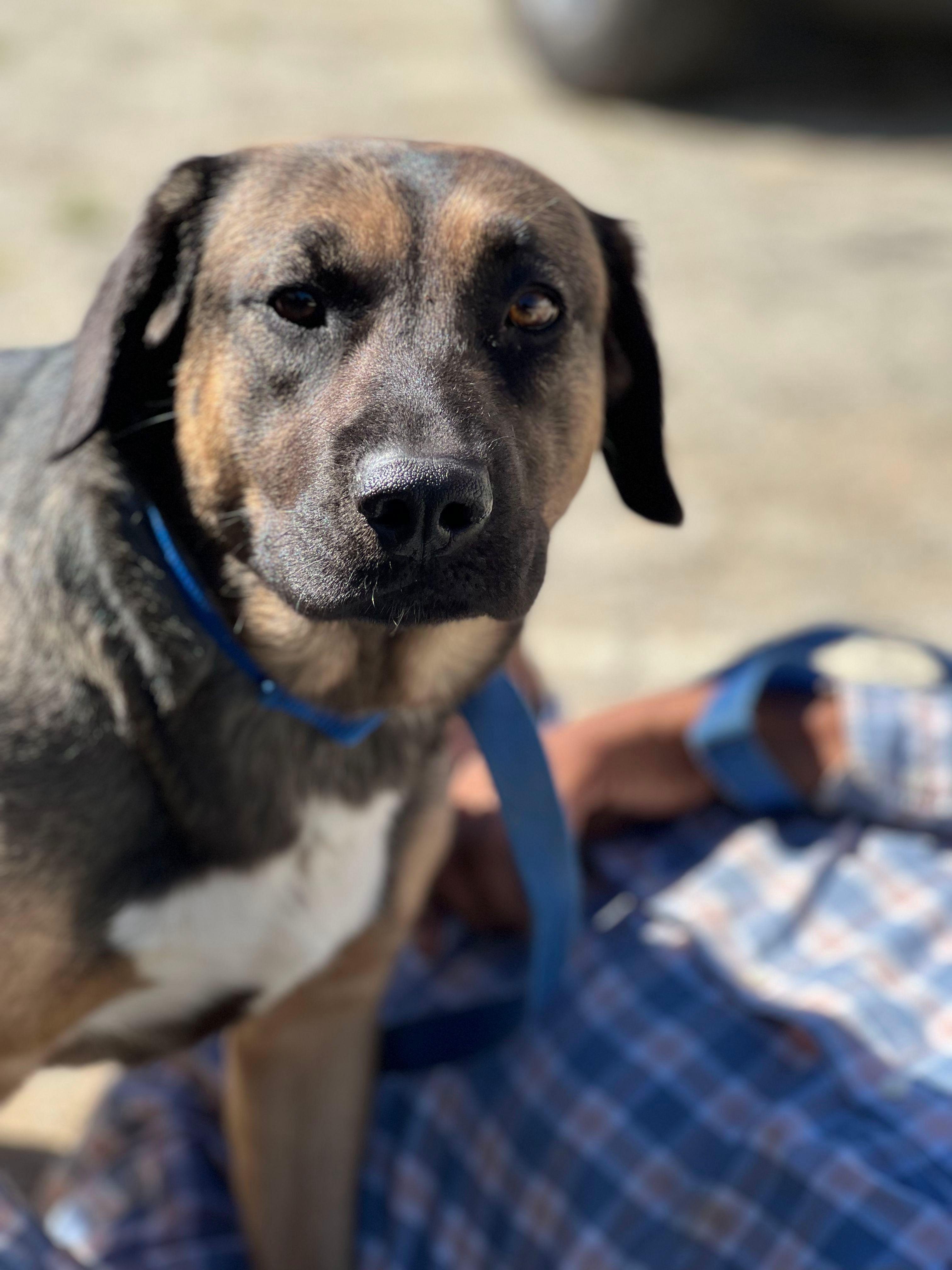Corazon, Adoptable, Adult Female Retriever & Shepherd.