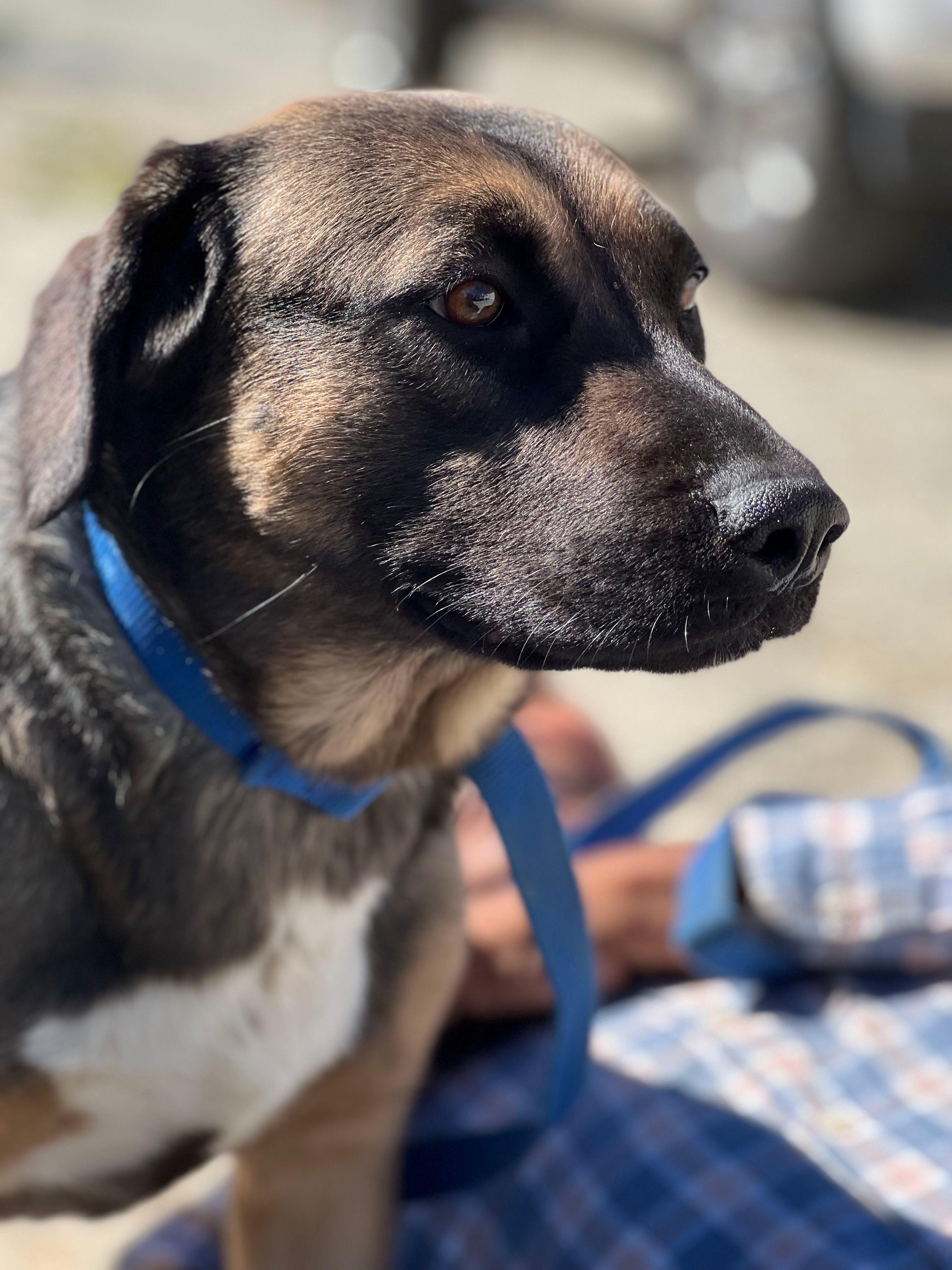 Enlarge Corazon, a Adoptable mixed breed in Bakersfield, CA image 6/6