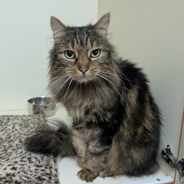 Margaritte, Adoptable, Senior Female Domestic Medium Hair.