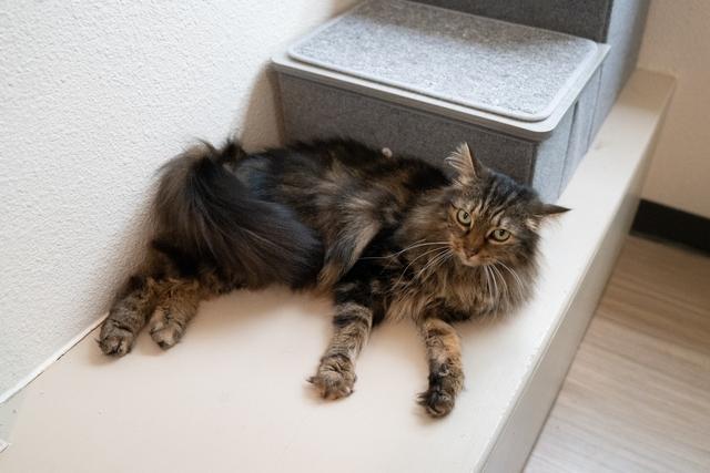 Margaritte, a Adoptable Domestic Medium Hair in Portland, OR image 2/6