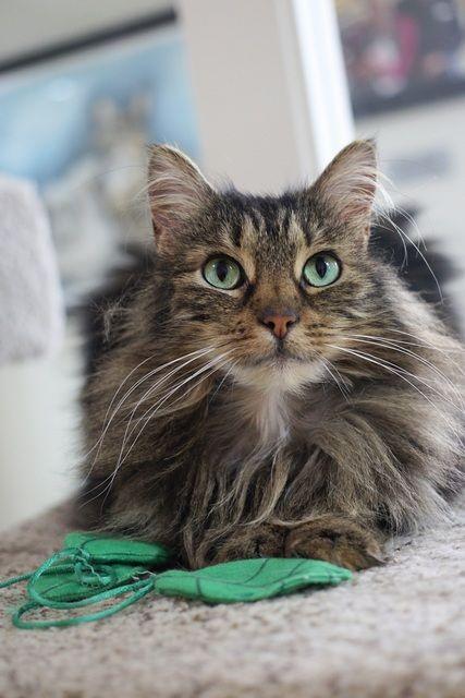 Margaritte, a Adoptable Domestic Medium Hair in Portland, OR image 3/6
