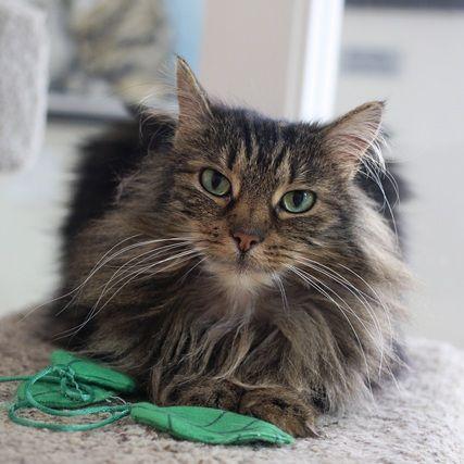 Margaritte, a Adoptable Domestic Medium Hair in Portland, OR image 4/6