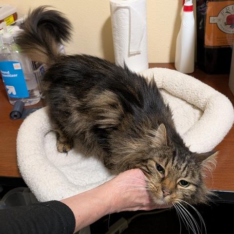 Enlarge Margaritte, a Adoptable Domestic Medium Hair in Portland, OR image 2/2
