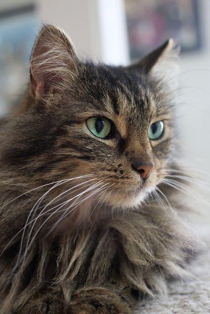 Margaritte, a Adoptable Domestic Medium Hair in Portland, OR image 6/6
