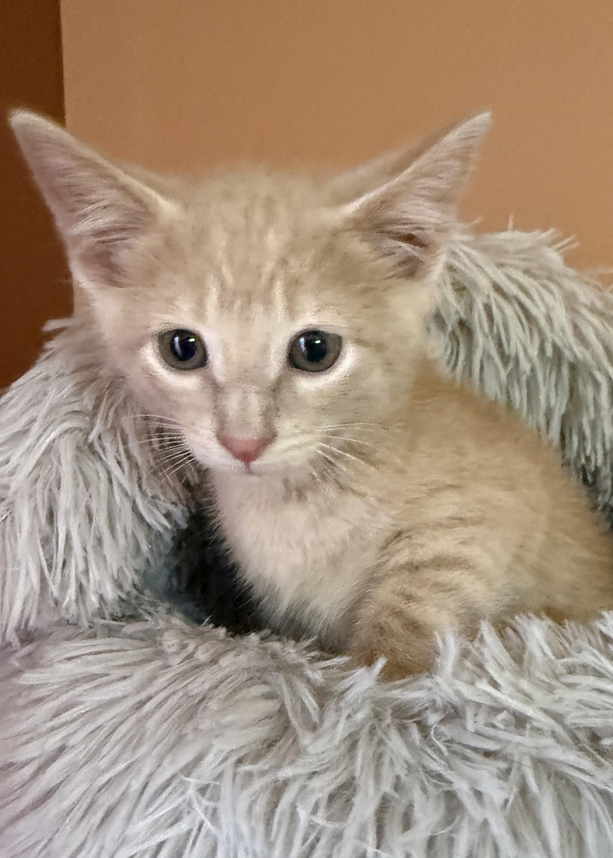 Paul, a Adoptable Domestic Short Hair in South Elgin, IL image 2/2