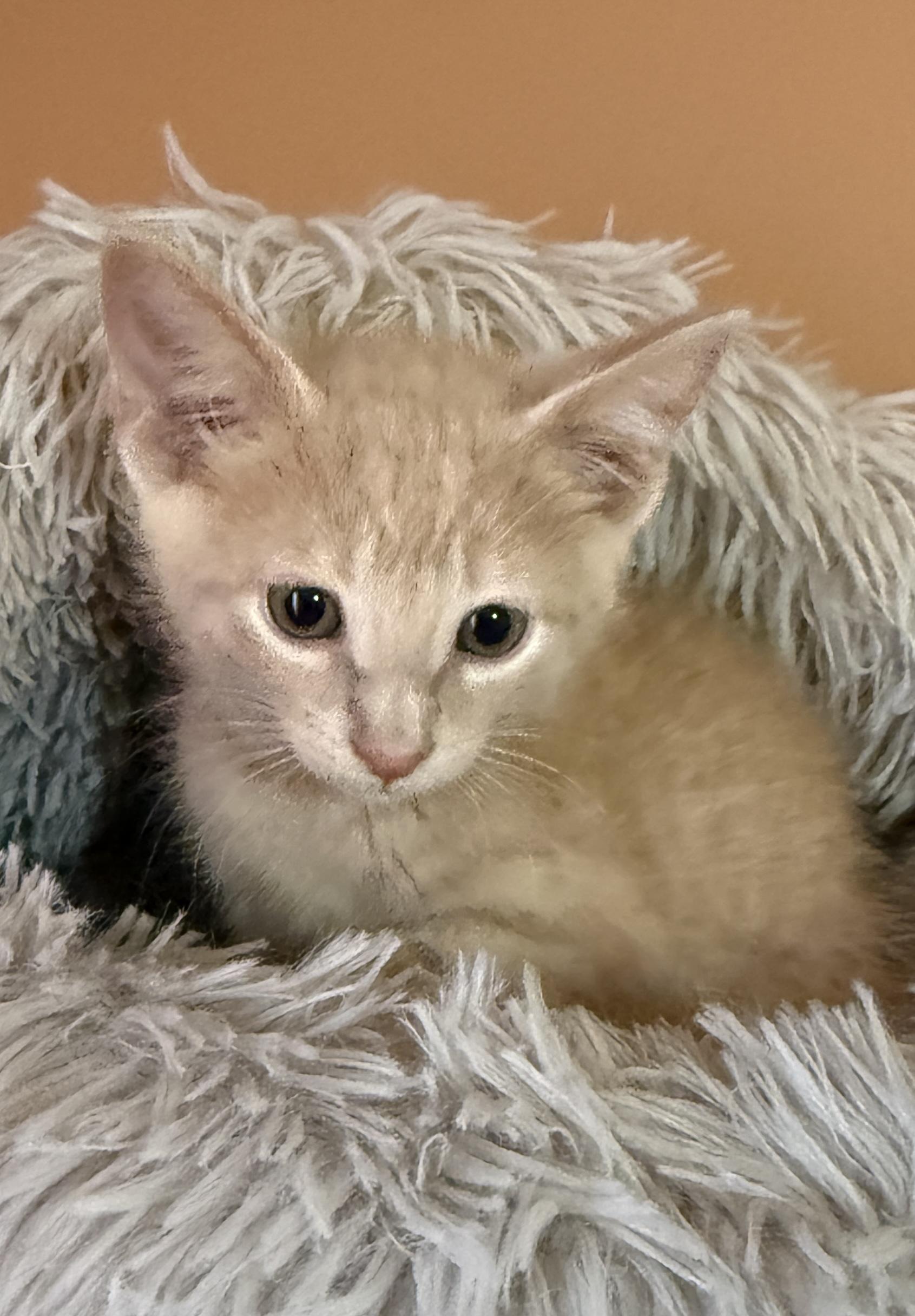 Paul, Adoptable, Kitten Male Domestic Short Hair.