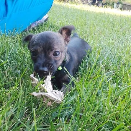 Tucker (daryl), an adopted mixed breed in Lexington, KY image 3/3