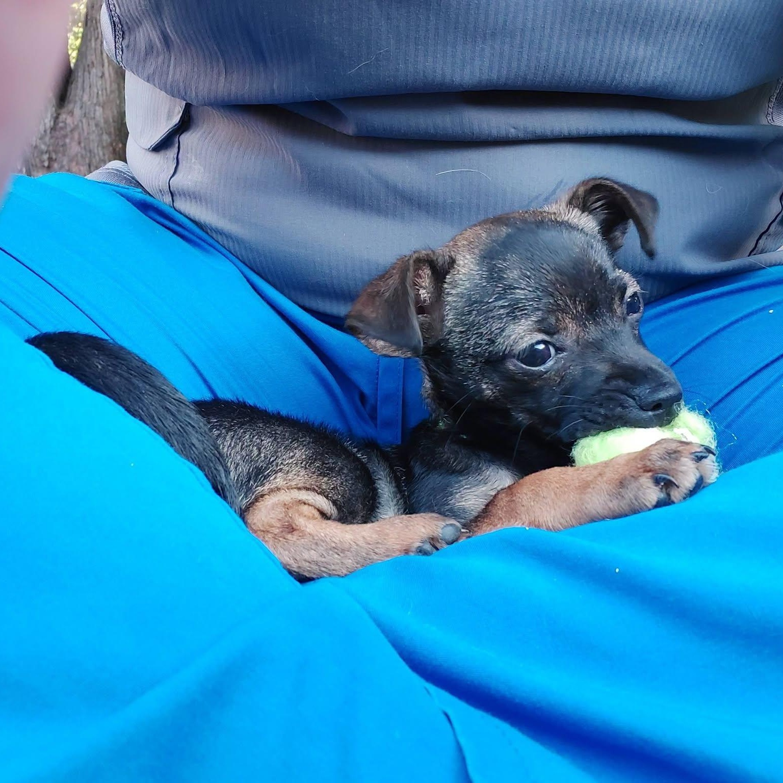 Tucker (daryl), an adopted mixed breed in Lexington, KY image 2/3